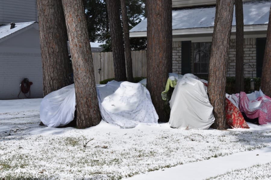 Residents of the Prestonwood Forest neighborhood in Harris County covered plants with blankets and tarps to protect them from the cold. (Vanessa Holt/Community Impact Newspaper)