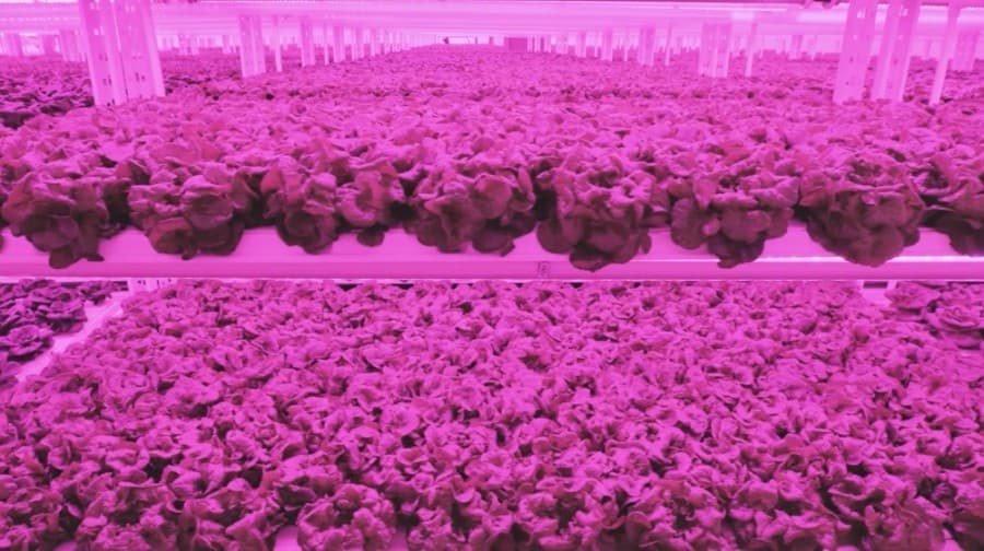 Kalera seeks horticulturists for new vertical farming facility in Humble