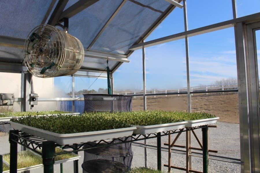 FarmHouse Fresh grows microgreens used in some of the company's products. (Francesca D'Annunzio/Community Impact Newspaper)