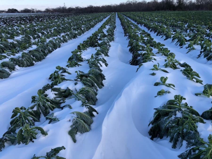 Central Texas farmers are reeling after the winter freeze wiped out their crops. Here is how you can help