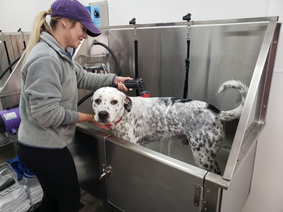 New pet store, wellness clinic: 4 business happenings in Conroe, Montgomery, Willis
