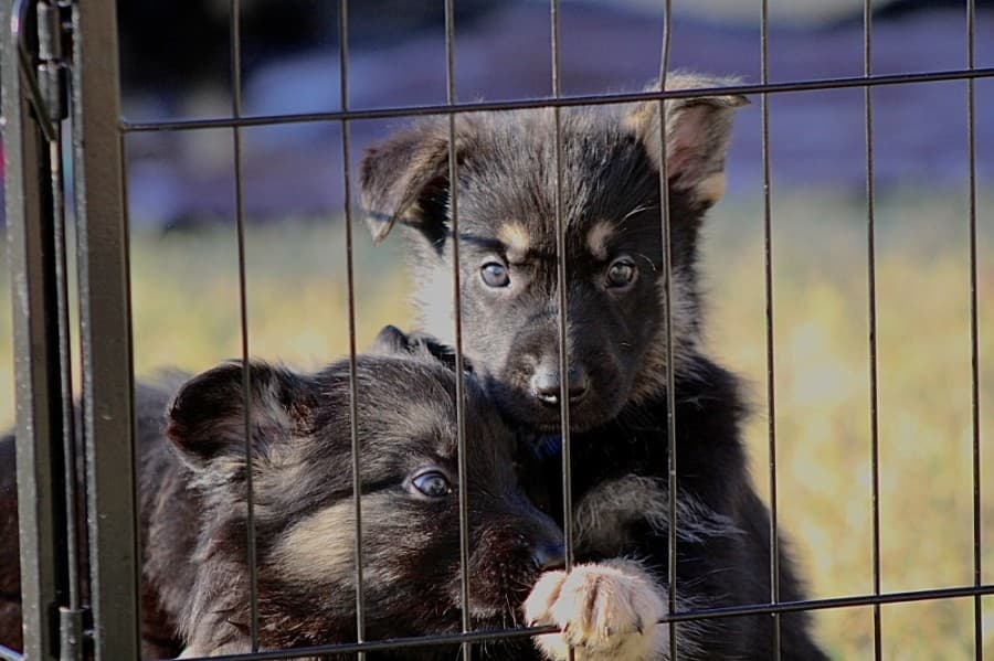 Pflugerville nonprofit unites veterans, first responders with furry forever friends