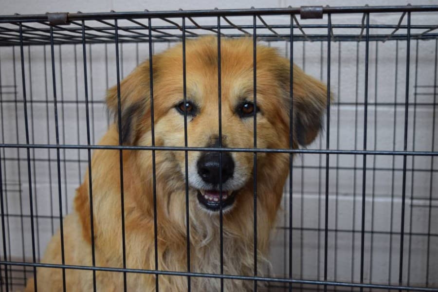 SPCA center in McKinney to permanently close April 30