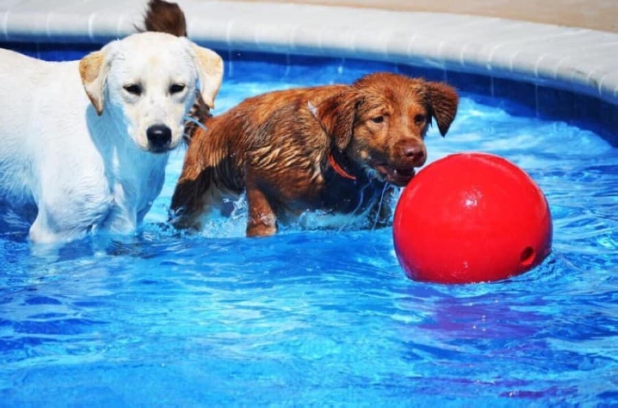 Pet Paradise to build Cedar Park location