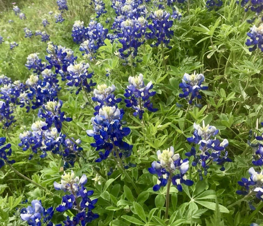 Here’s what to expect this wildflower season, how to identify Central Texas species