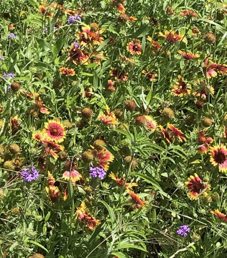 FIREWHEEL (Nicholas Cicale/Community Impact Newspaper)