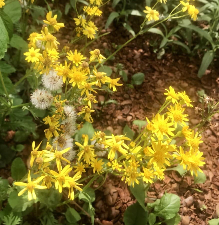 GOLDEN GROUNDSEL (Nicholas Cicale/Community Impact Newspaper)