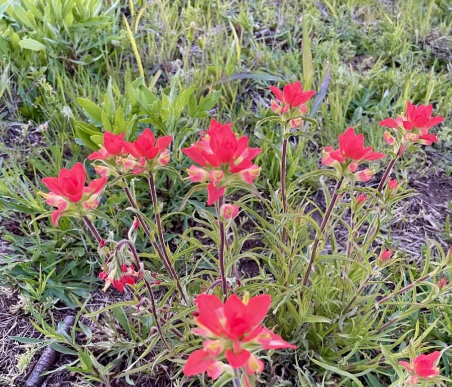 INDIAN PAINTBRUSH (Nicholas Cicale/Community Impact Newspaper)