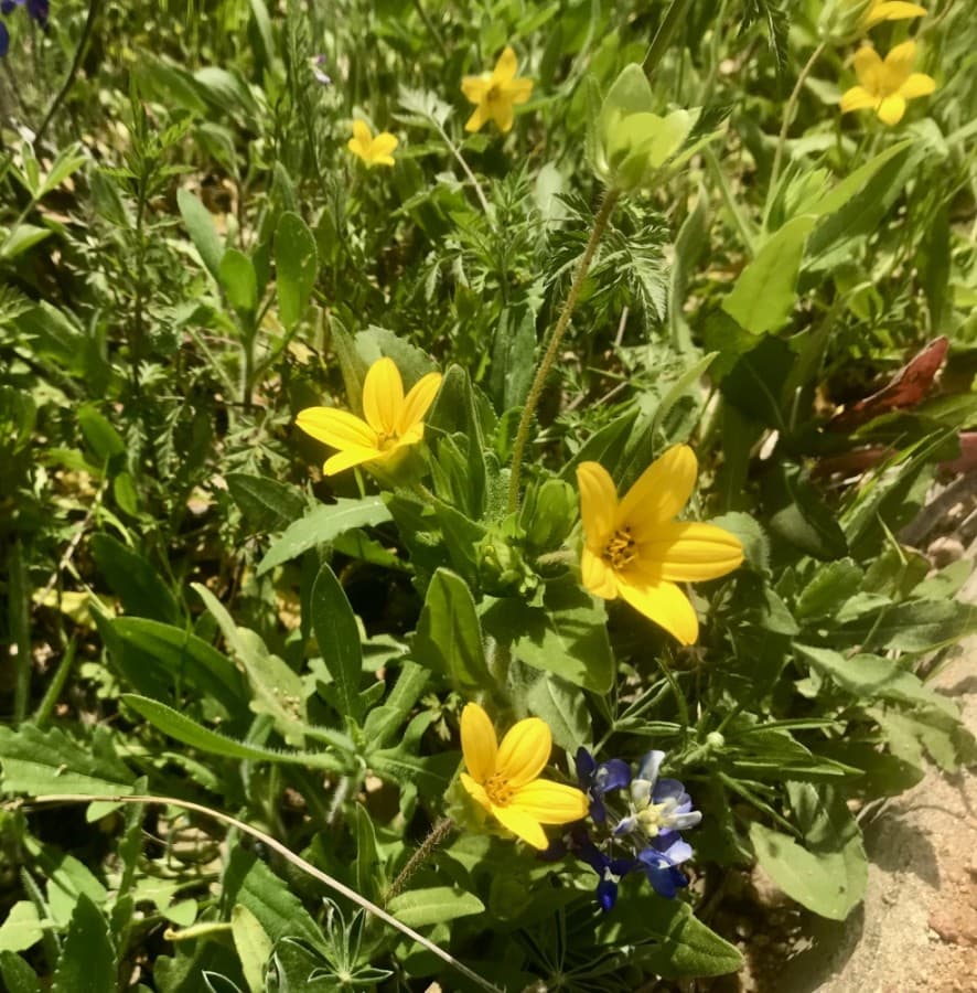 TEXAS YELLOWSTAR (Nicholas Cicale/Community Impact Newspaper)