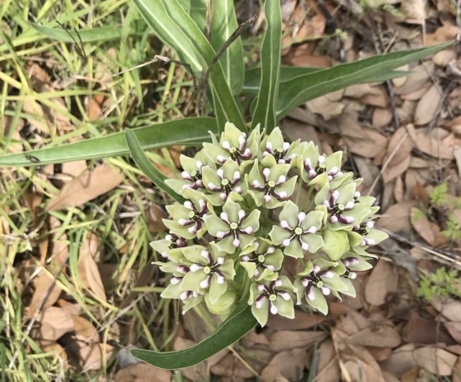 ANTELOPE HORNS MILKWEED (Nicholas Cicale/Community Impact Newspaper)