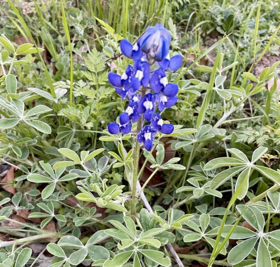 TEXAS BLUEBONNETS (Nicholas Cicale/Community Impact Newspaper)