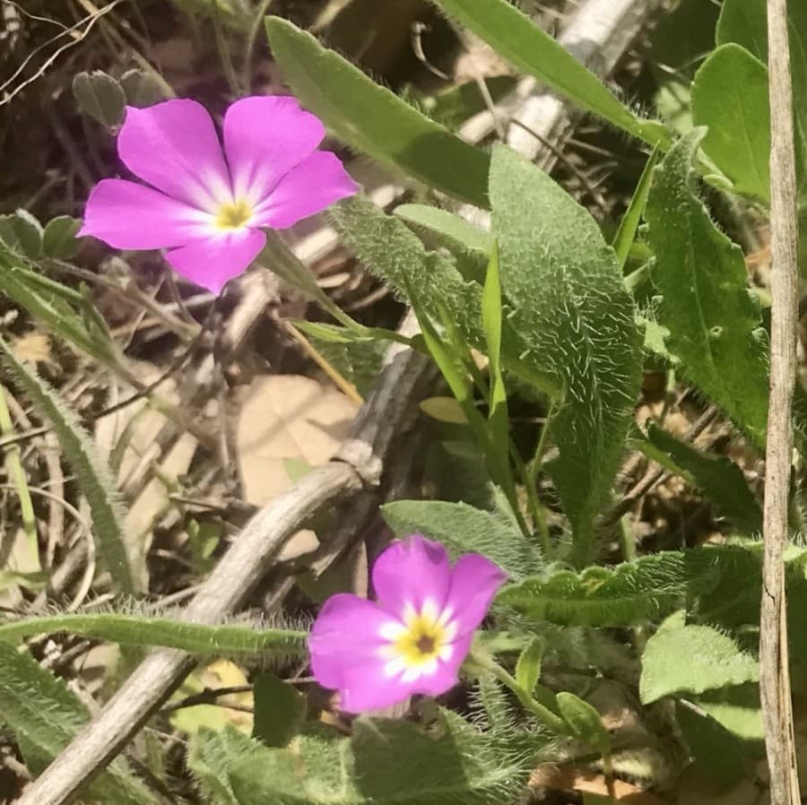 GOLDENEYE PHLOX (Nicholas Cicale/Community Impact Newspaper)