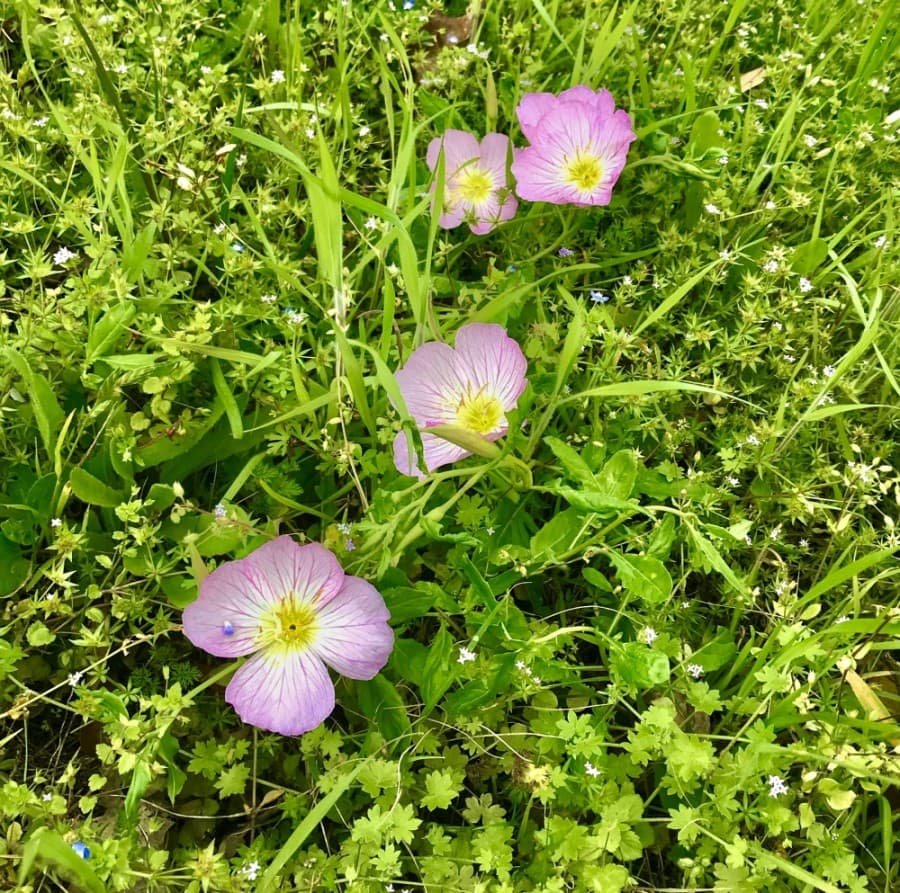 PINK EVENING PRIMROSE (Nicholas Cicale/Community Impact Newspaper)