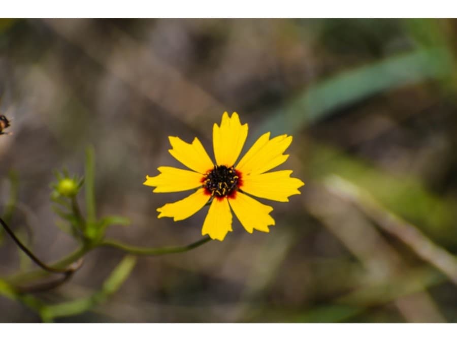 PLAINS COREOPSIS (Courtesy Lady Bird Johnson Wildflower Center)