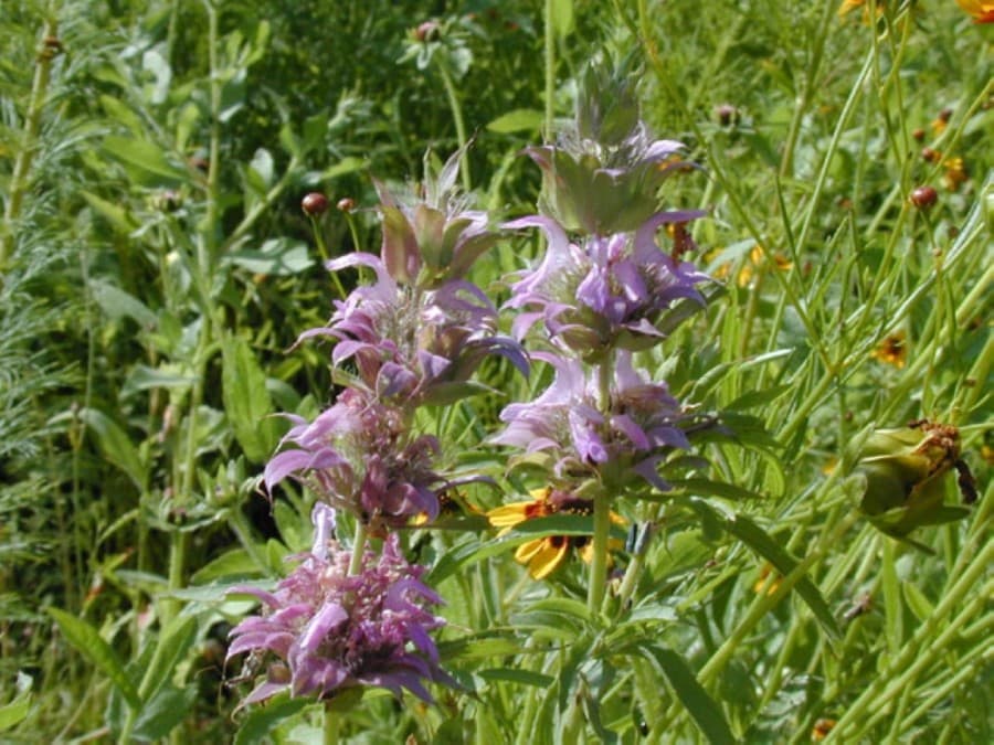 HORSEMINT (Courtesy Lady Bird Johnson Wildflower Center)