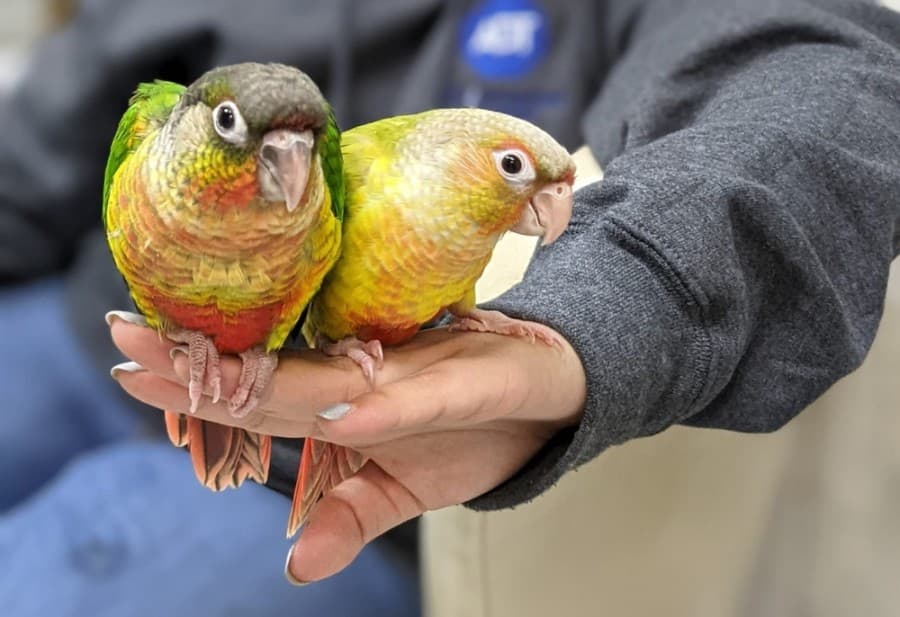 Dallas Parrots opening first retail store in Flower Mound