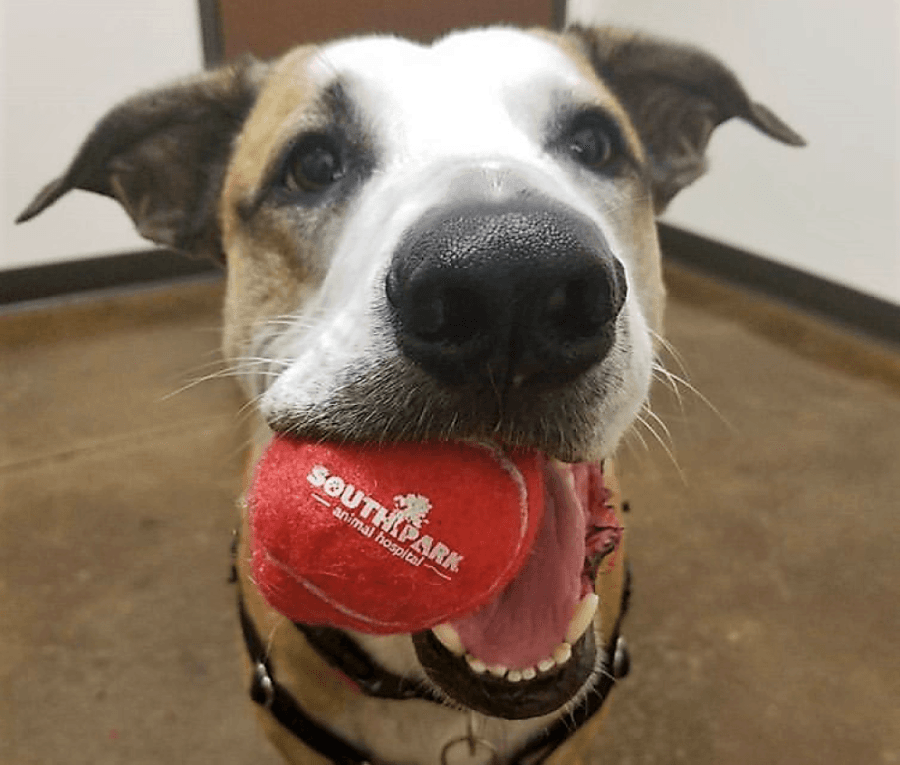 Farmers market returning to Sunset Valley in new location; local animal hospital expands and more South Austin business news