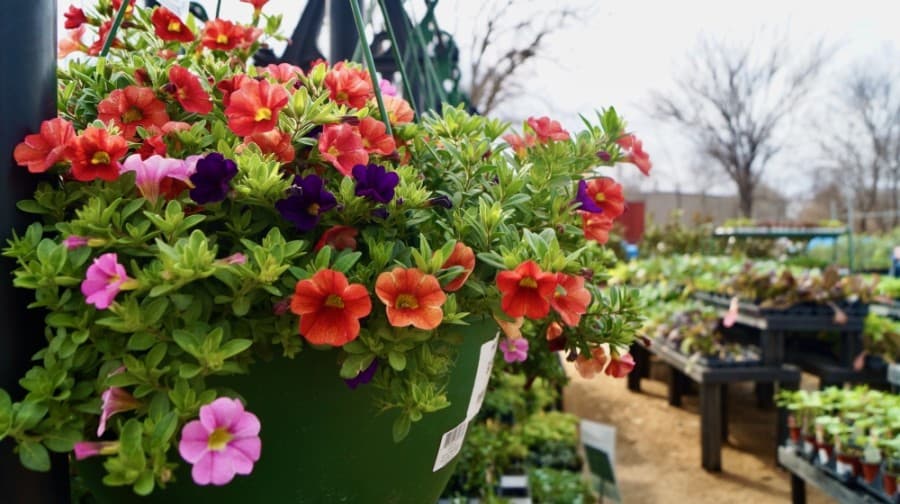 Products include indoor and outdoor plants, vegetables, soils, fertilizers and outdoor garden decor. (Kelsey Thompson/Community Impact Newspaper)