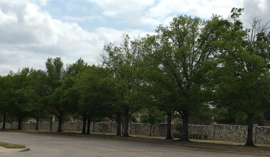 29 roadside trees to be transplanted to parks in Frisco