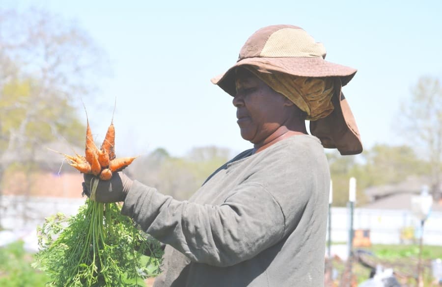 Nonprofit Plant it Forward recovering from freeze as it marks 10 years