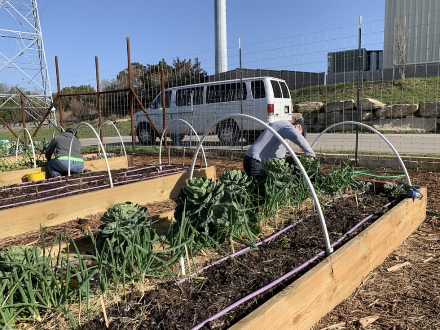 Farmacy volunteers tend to brussels sprouts and other vegetables amid the main planting beds at a recent volunteer shift. (Photos by Greg Perliski/Community Impact Newspaper)