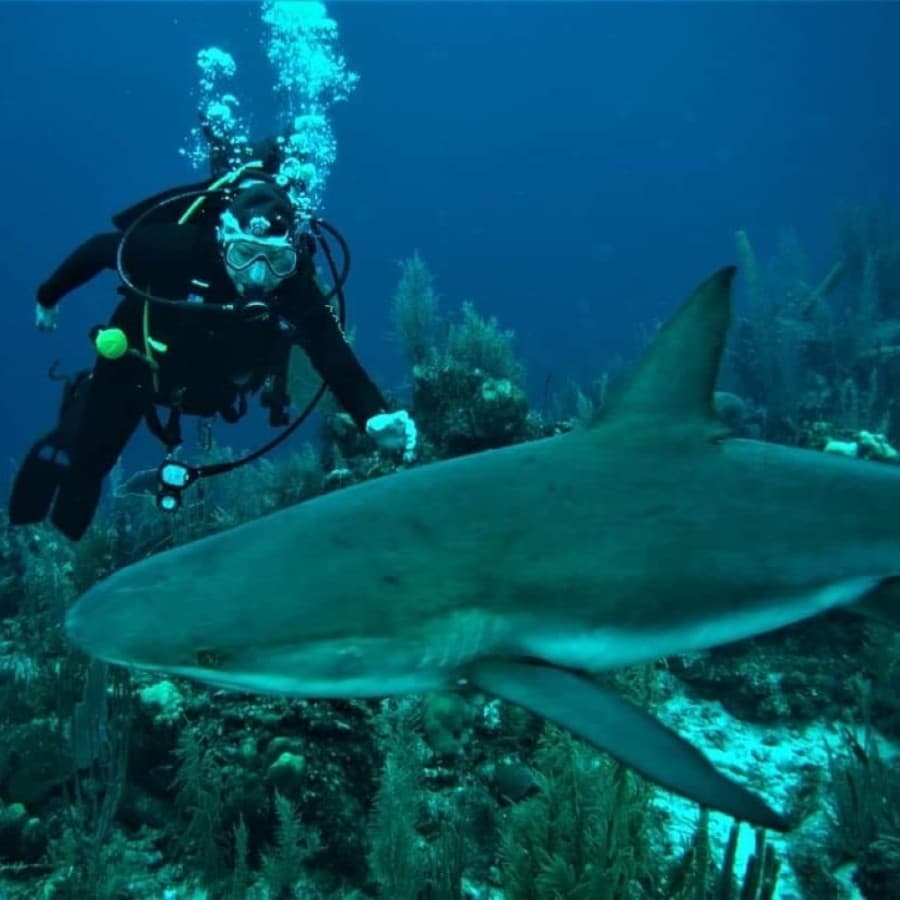 Woodlands Dive Center offers retail, training resources for divers of all levels