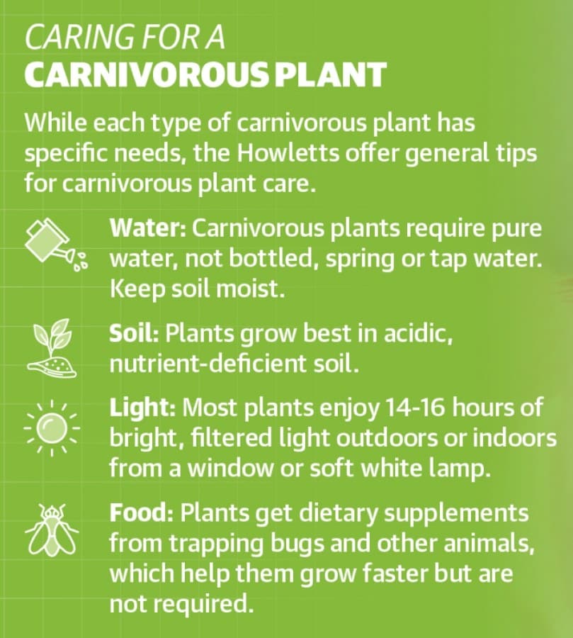 While each type of carnivorous plant has specific needs, the Howletts offer general tips for carnivorous plant care. (Graphic by Ronald Winters/Community Impact Newspaper) 