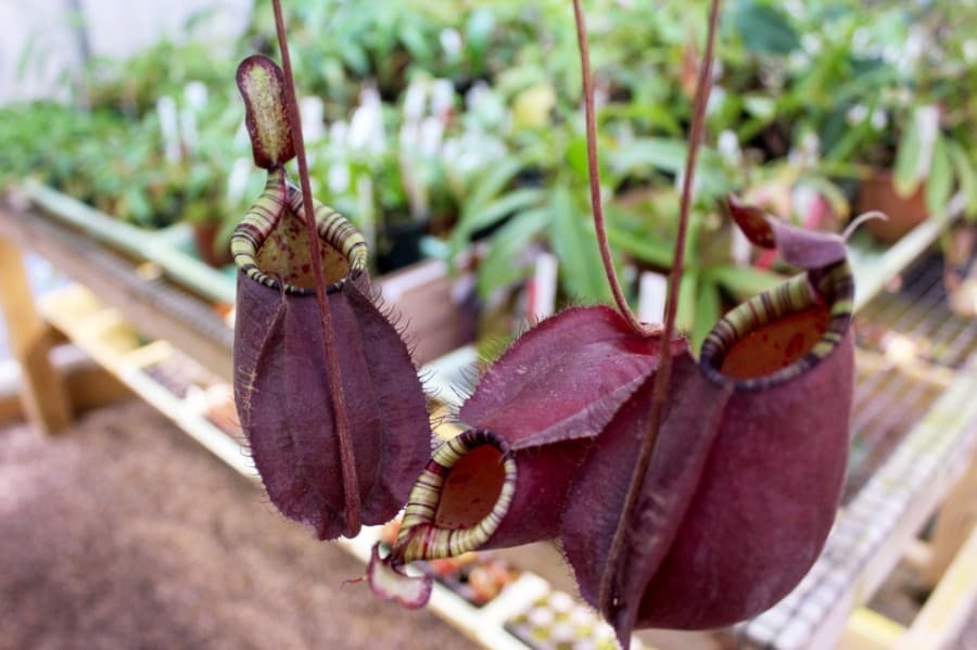 The business sells sundews, pitcher plants, butterworts, bladderworts and Venus flytraps. (Hannah Zedaker/Community Impact Newspaper)