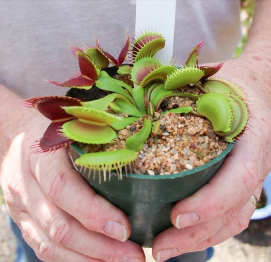 The business sells sundews, pitcher plants, butterworts, bladderworts and Venus flytraps. (Hannah Zedaker/Community Impact Newspaper)