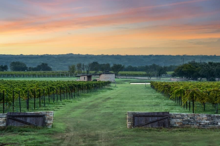 An on-site vineyard is located in The Creek section of the development. (Courtesy Jessica Johnson)