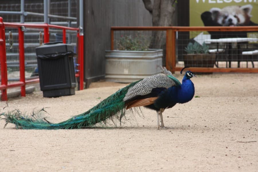 A peacock roams the grounds of the zoo. (Lauren Canterberry/Community Impact Newspaper)