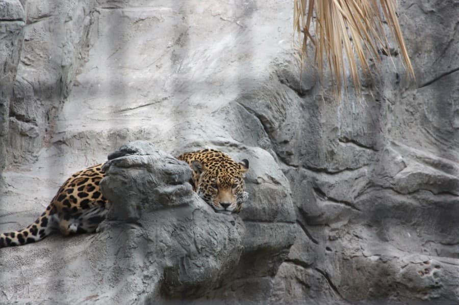 The zoo is home to two jaguars and participates in a breeding program. (Lauren Canterberry/Community Impact Newspaper)
