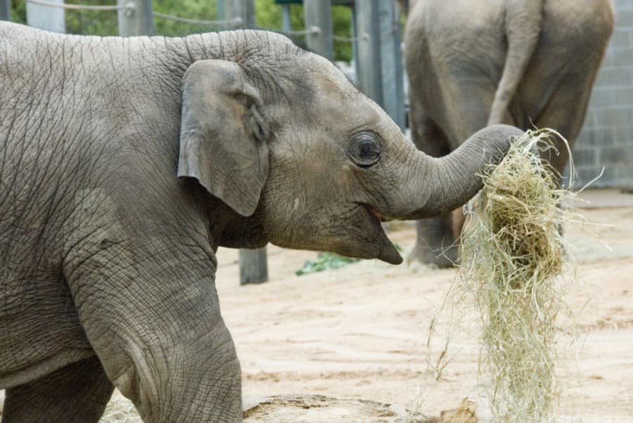 GUIDE: 17 attractions to visit on day trips from the Houston area this summer