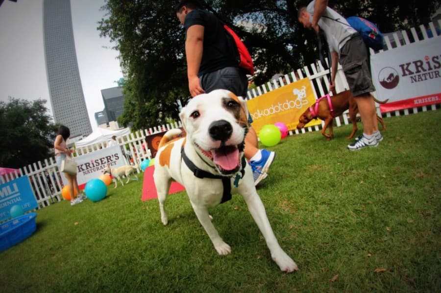 10 events and things to do in the Heights, Montrose and River Oaks areas this May