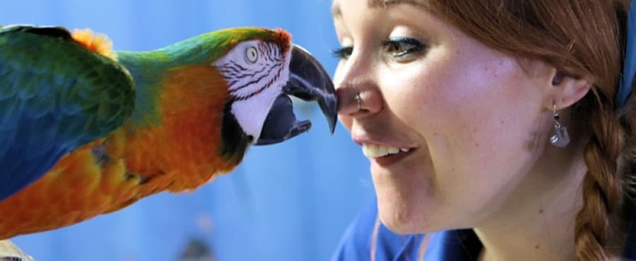 Houston Interactive Aquarium & Animal Preserve will allow visitors to interact with marine life, mammals, birds and other exotic animals. (Courtesy Houston Interactive Aquarium & Animal Preserve)
