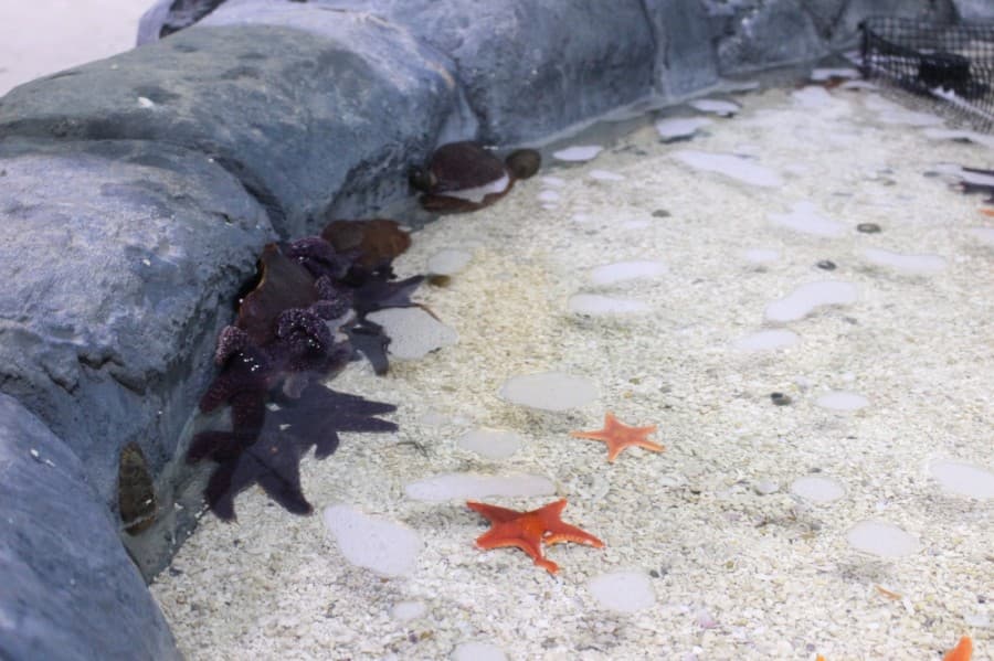 Starfish and crabs stay in the tidepool enclosure in the marine building. (Kelly Schafler/Community Impact Newspaper)