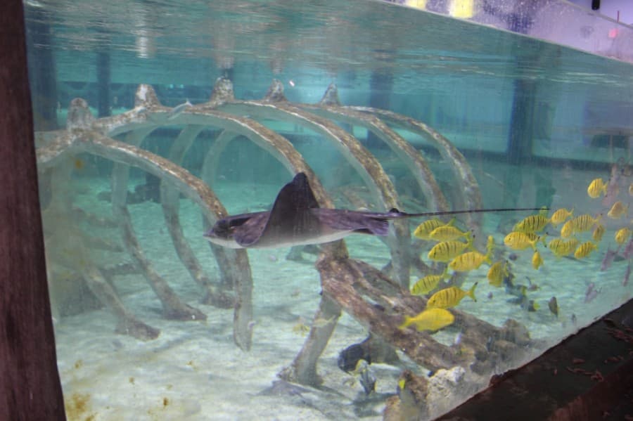 A large tank is home to stingrays, fish and eels—and a large dinosaur skeleton. (Kelly Schafler/Community Impact Newspaper)