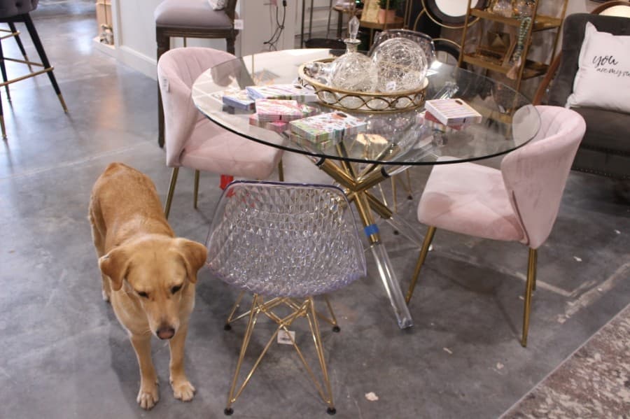 Harper's dog Brooks helps out around Right Next Door Designs. (Andrew Christman/Community Impact Newspaper)
