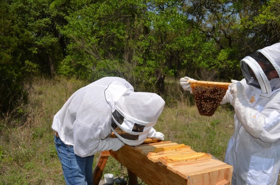 Bees for All teaches the importance of local pollinators