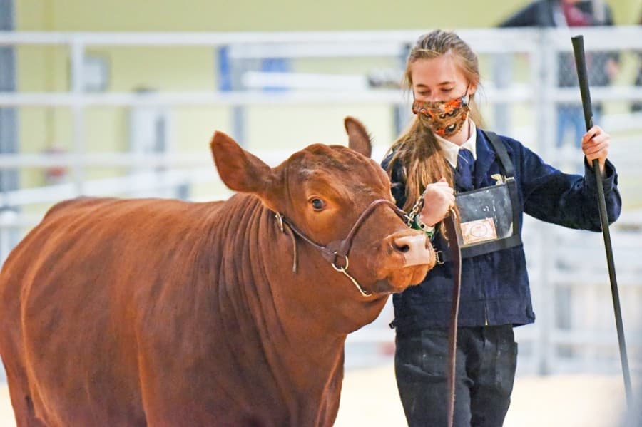 Among its career and technical education programs, Cy-Fair ISD offers agriculture education. (Courtesy Cy-Fair ISD) 