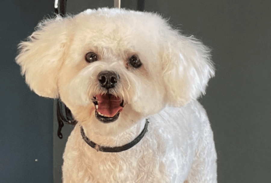 Glam Bam Paws dog grooming prepares to pamper pets in Keller