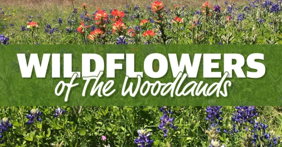 Wildflowers in The Woodlands: How to identify common species in south Montgomery County