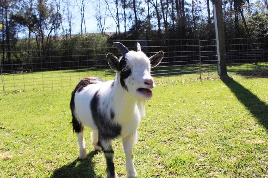San Marcos City Council considers allowing miniature goats at residences