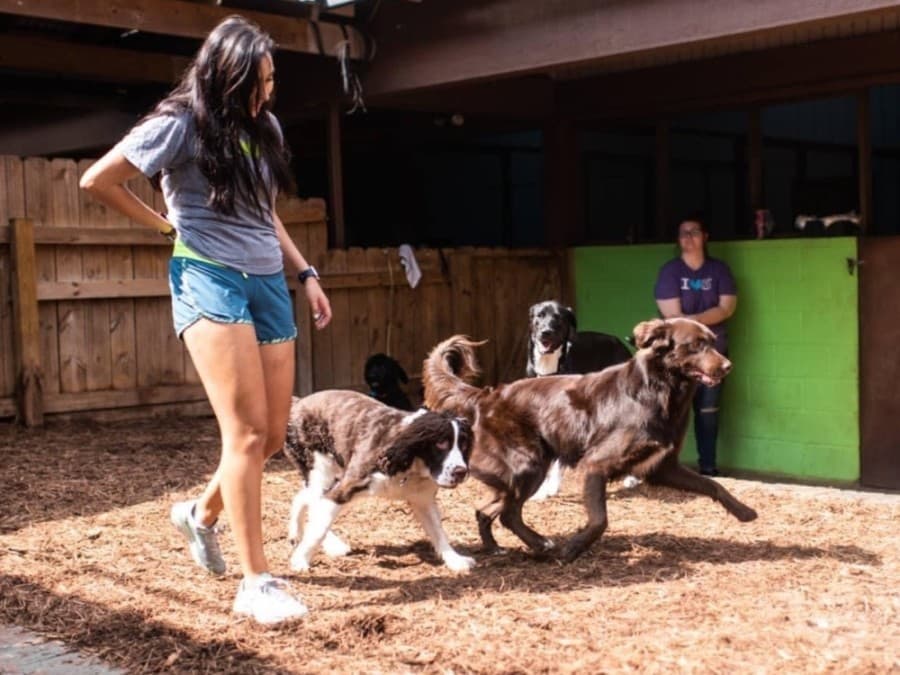 Dog grooming and daycare center Mud Puppies opening new Northwest Austin location