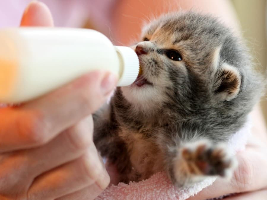 Harris County Pets in need of short-term fosters to bottle feed kittens