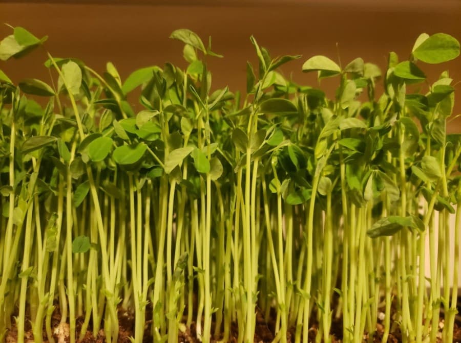 Spring Harvest TX now growing, delivering microgreens across Greater Houston area