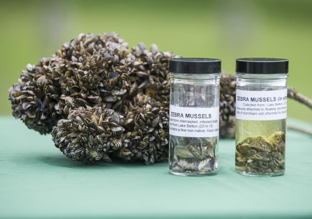Texas Parks & Wildlife Department urges boater action against invasive species ahead of Memorial Day weekend