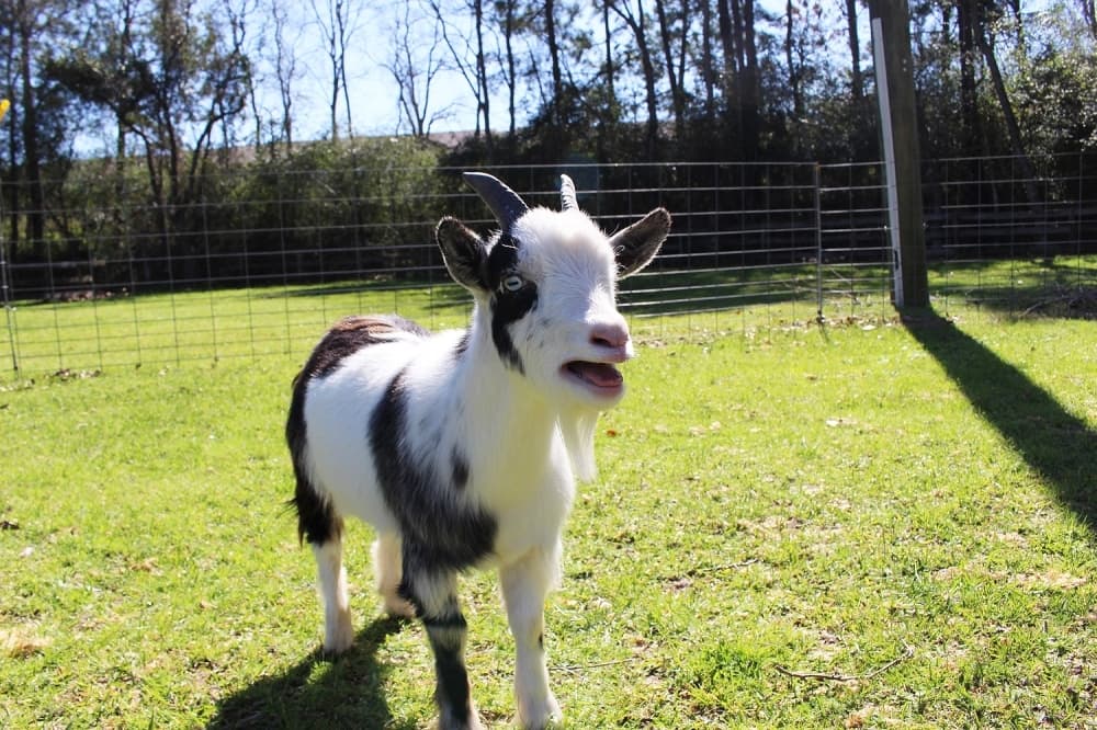 San Marcos City Council says yes to miniature goats at residences
