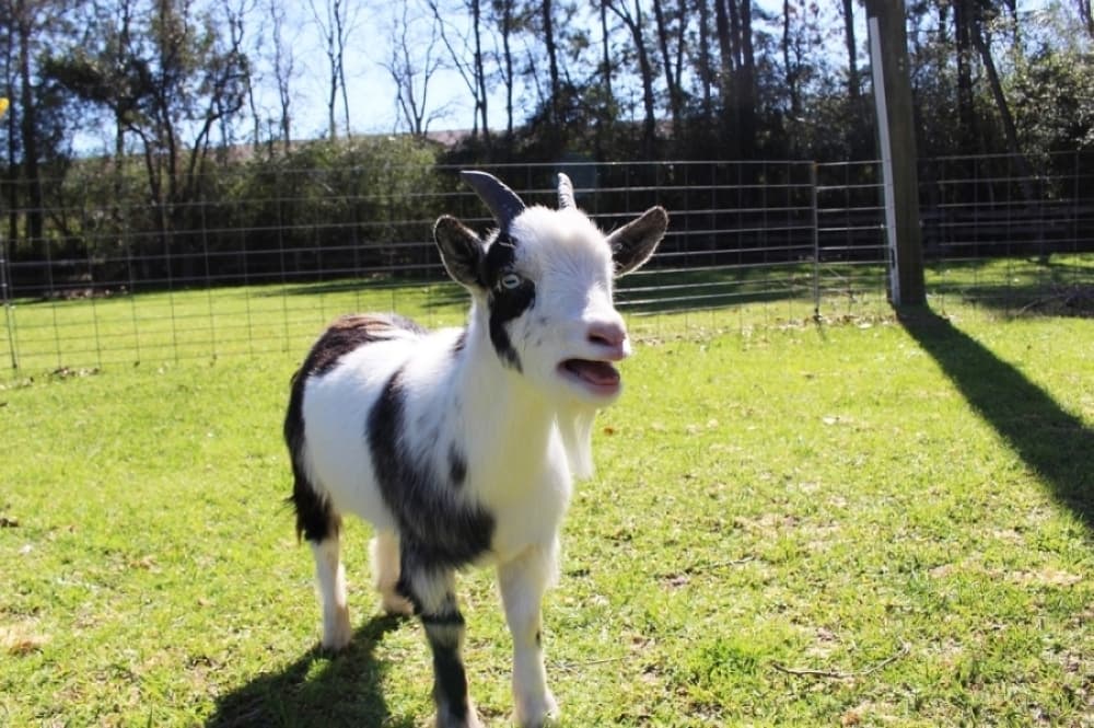 San Marcos OKs mini goats at residences; taco trailer opens in Leander and more Central Texas news