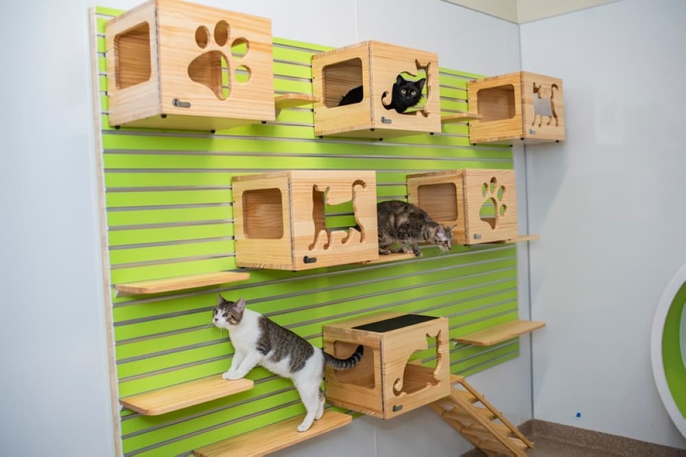 League City to host monthly pet food pantry starting June 13